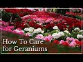 Geranium Care Tips | How to Care for Geraniums | How to Grow Geraniums | Annuals for Full Sun