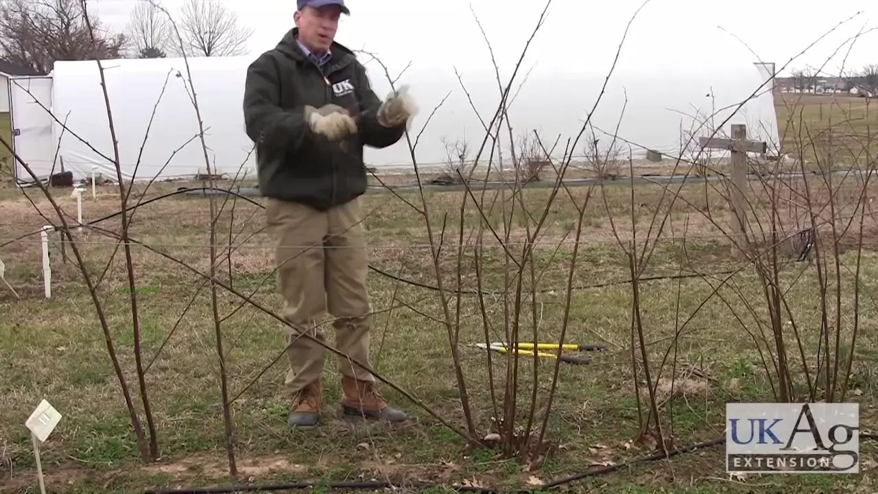 How To Prune Blackberries For Maximum Production