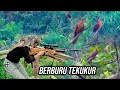 Lagu SPOT INDAH TEKUKUR MERAH MELIMPAH