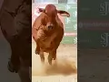 Download Lagu Gau Mata