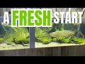 Aussie Arowana Jumps for it's NEW Fully Planted Aquarium!