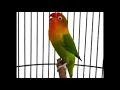 Download Lagu suara burung lovebird ngetrik panjang dan gemericik air