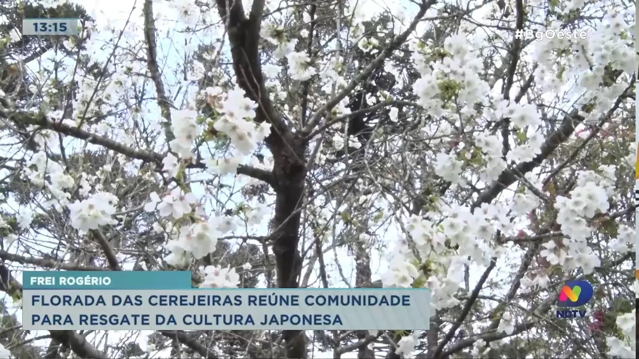 Florada das cerejeiras reúne comunidade para resgate da cultura japonesa
