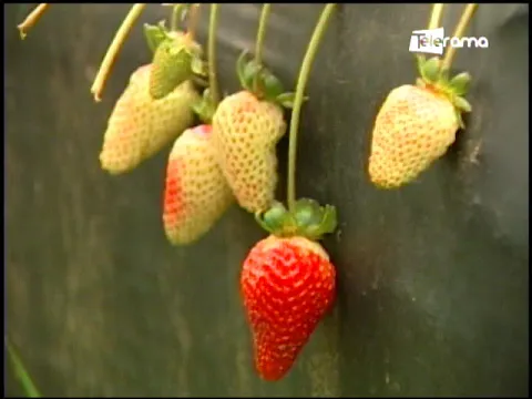 Ecuador Agropecuario 04-09-2018