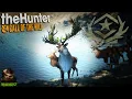 Diamond Every 8 Kills = Great One Red Deer With The Gandhare Rifle! Call of the wild