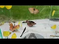 Download Lagu catching butterflies, dragonflies, hunting insects, wasps