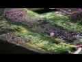 LFO -  LFO