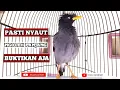 Download Lagu JALAK KEBO - NGOCEH PANJANG BIKIN EMOSI SEKALI PANCING JALAK BAHAN OMBYOKAN SEKETIKA NYAUT RESPON