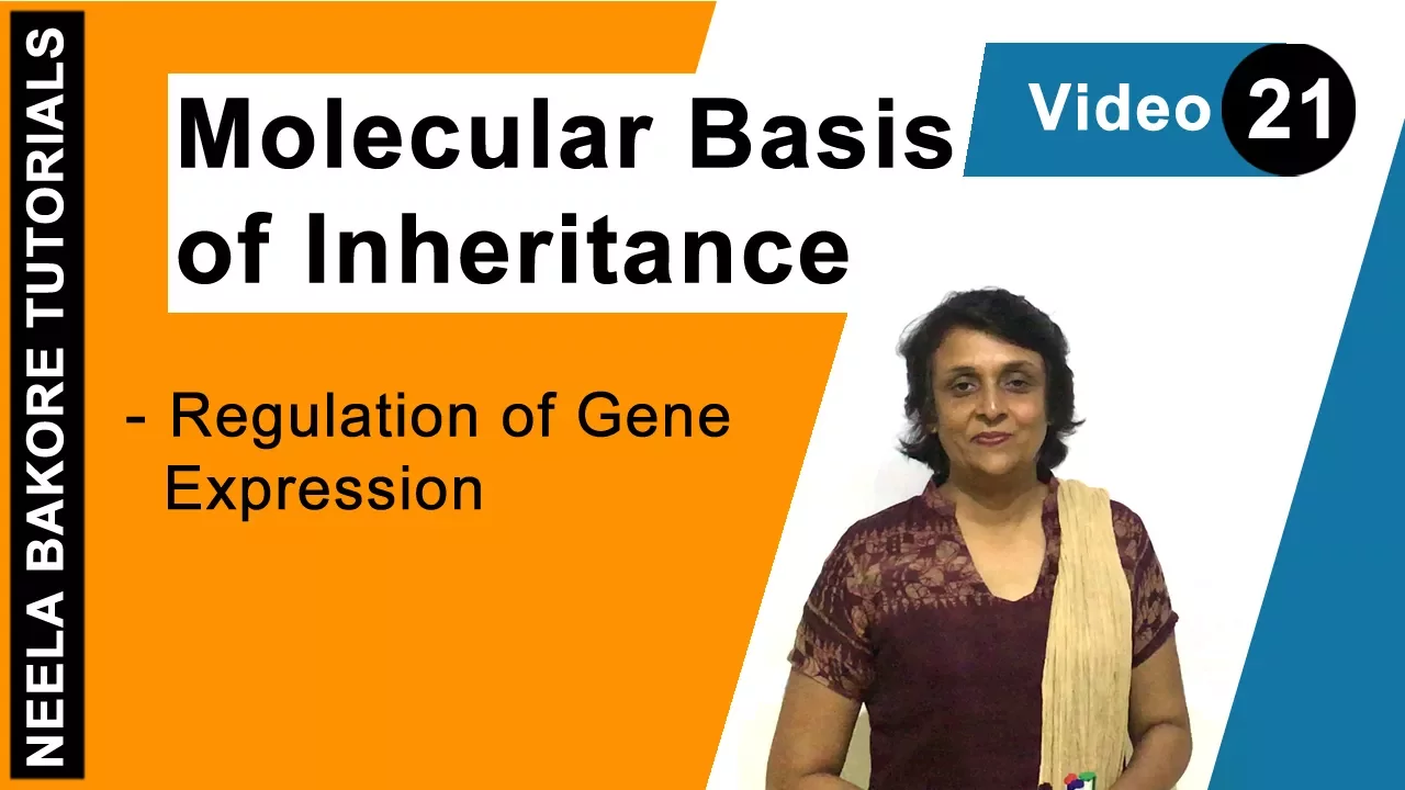 Molecular Basis of Inheritance | NEET | Regulation of Gene Expression | Neela Bakore Tutorials