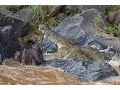 Download Lagu Huge crocodile kills wildebeest