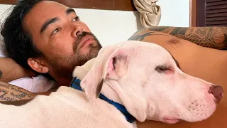 Heartbreaking news: My dogs aren’t allowed into New Zealand 🤬 – (Episode 248)