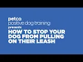 How to Stop Your Dog From Pulling on their Leash Petco