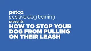 How to Stop Your Dog From Pulling on their Leash Petco