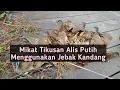 Dobel Poin Lagi...!!! Cukup Satu Lokasi Mikat Tikusan Alis Putih Disini Dapat Banyak