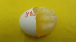 🥚Raw egg peeling live E3
