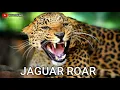 Download Lagu JAGUAR suara Jaguar mangaum