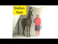 Stallion Ram - sire shivraj all asia champion owner Rajkumar Pahalwan