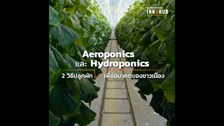 Aeroponics และ Hydroponics 2 วิธีปลูกผักเพื่ออนาคตของชาวเมือง