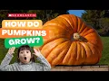 A Pumpkin Grows STEM for Kids
