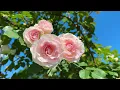 Slow Down with Tea & Gentle Music 🌷 Beautiful Garden Design Ideas for a Flower-Filled Front Yard