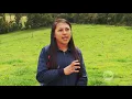 Download Lagu Fibra y digestibilidad del pasto trébol y brasilero | La Finca de Hoy
