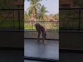 Lagu #mallikasherawat gives the perfect #yogamotivation #shorts