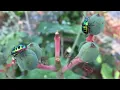 Nature s Chill Lofi Music and Bugs Lofi and Flower Bugs A Beautiful Mix