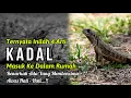 Download Lagu ADA KADAL MASUK RUMAHMU ?? Inilah 4 ARTI KADAL MASUK KE DALAM RUMAH Yang HARUS KAMU KETAHUI