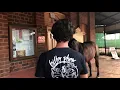 Horse Bouncer at Broad Arrow Tavern