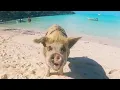 Model Gets Bitten by Pig in Bahamas