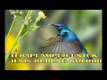 SUARA TERAPI BURUNG EREK EREK TERBUKTI AMPUH 100%