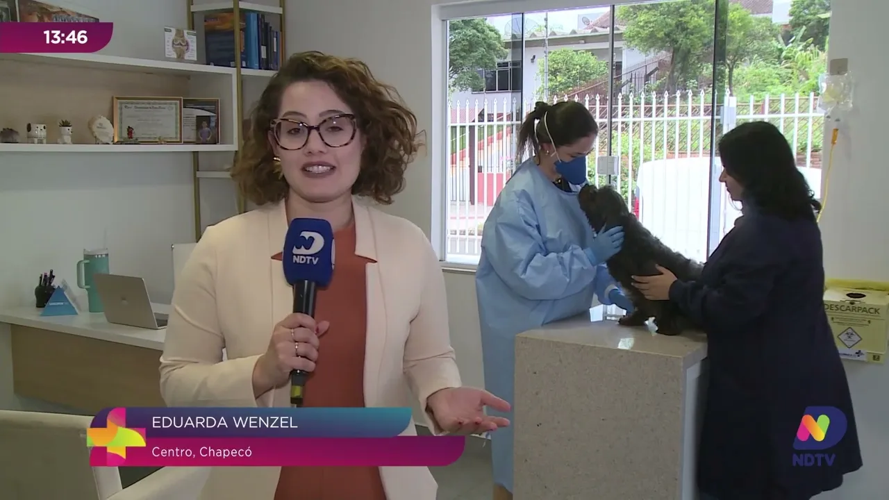 Quimioterapia para Pets: Como os Cães e Gatos Combatem o Câncer