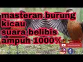 Download Lagu masteran belibis paling ampuh