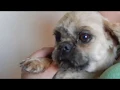 Dogs for Adoption at Beaverhead Animal Shelter