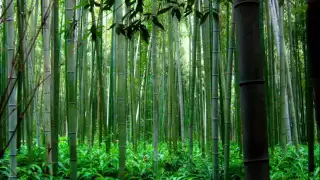 trail of the angels bamboo flute chinese music xiao 