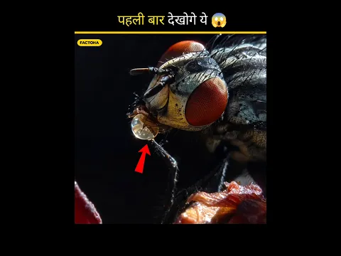 How Flies Actually Eat Your Food 😱 #shorts