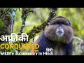 Download Lagu The cunquered forest - हिंदी डॉक्यूमेंट्री ! Africa wildlife documentry in Hindi