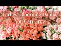 Lagu Earliest Blooming Dahlias You Can Grow