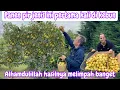 Download Lagu PANEN BUAH PIR JENIS INI PERTAMA KALI || ALHAMDULILLAH HASILNYA MELIMPAH BANGET