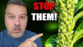 How to Stop Aphids from Ruining Your Garden