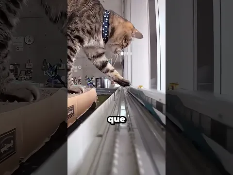 Este pequeño tren sobrevivió a DOS gatos gigantes… pero el TERCERO lo destruyó 🐱😱