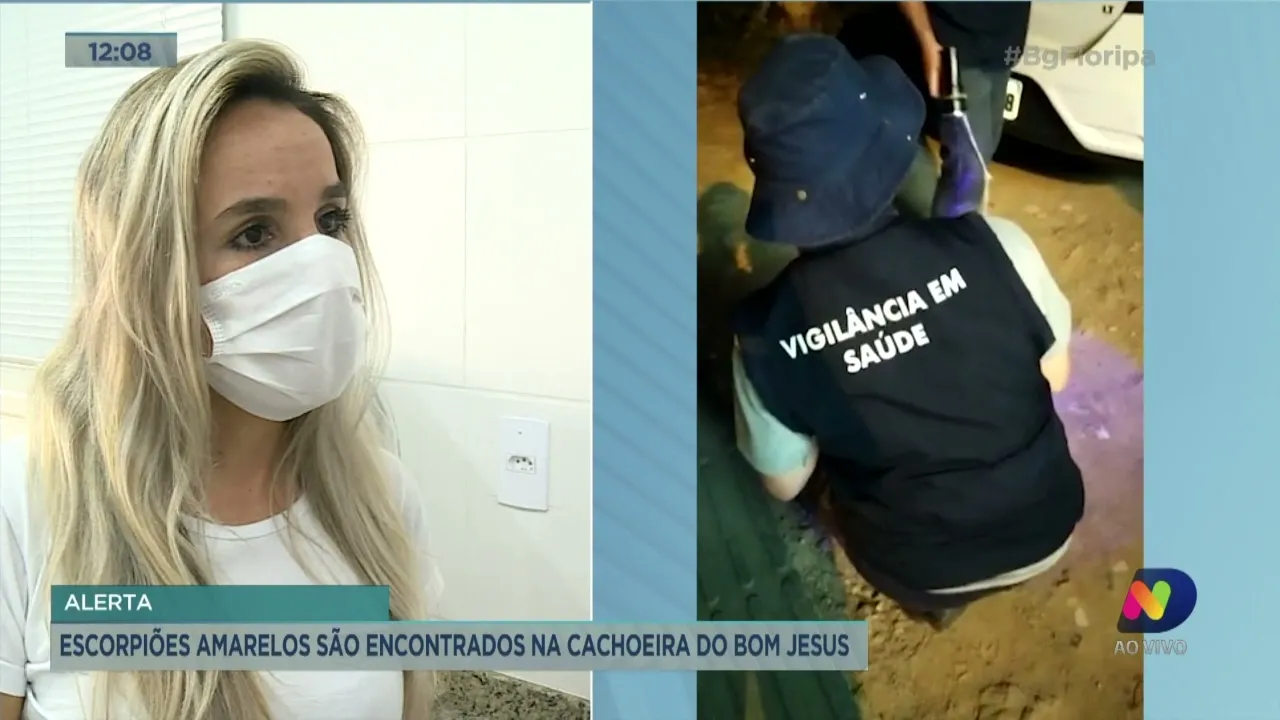 Escorpiões amarelos são encontrados na Cachoeira do Bom Jesus