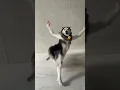 Lagu Husky Dance Troll #husky #dogdance #dance #funny #troll #trending