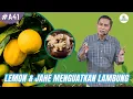 Manfaat Lemon dan Jahe Untuk Menguatkan Lambung