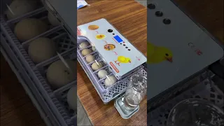 Wonderful 27 eggs Full automatic Mini egg incubator - 100% Result