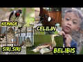 Download Lagu kompilasi Masteran Celilin,Belibis,Siri-Siri, Kemade Buat Burung jawara #viral #kicaumania #pedas