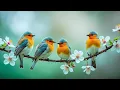 Download Lagu Peaceful Relaxing Piano and Bird Sounds | Soothing Music for Study \u0026 Deep Focus