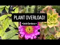 I Found the ULTIMATE Cactus Succulent Greenhouse Jade Gardens