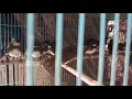 Tips Memilih Burung Sikatan Kipas/Jawa yang bagus