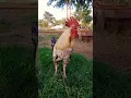 Download Lagu ayam jago #ayam #chicken #birds #rooster